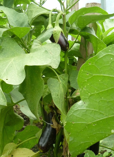 Eggplant at Christensen Farm